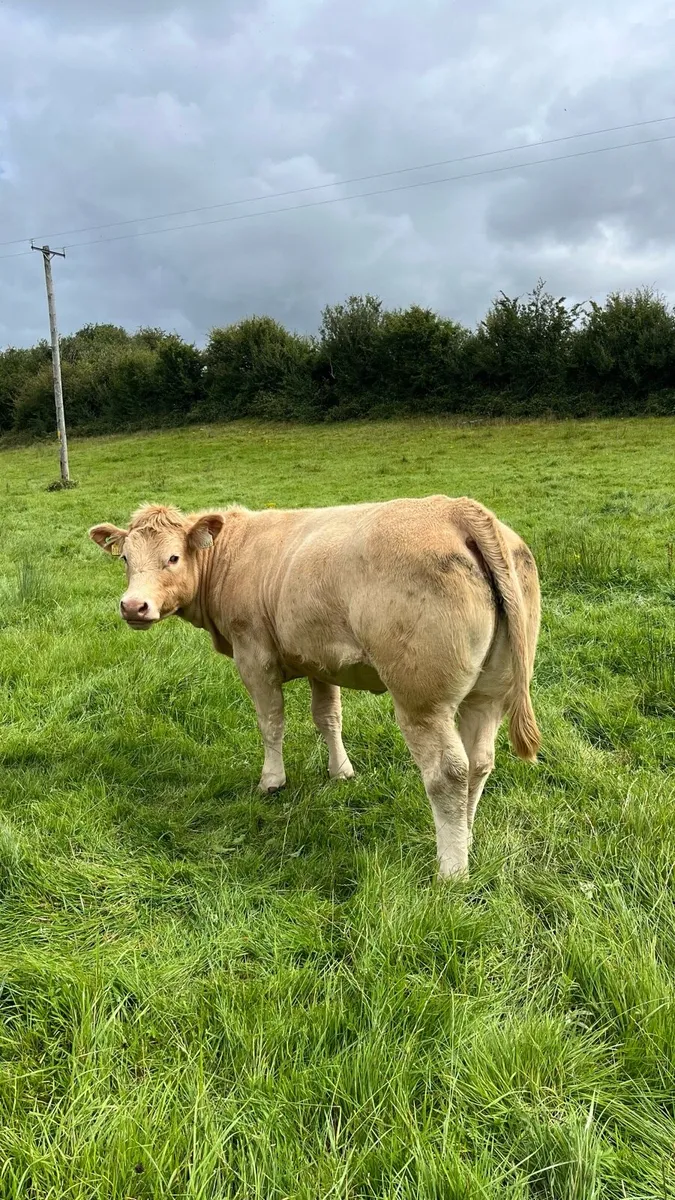 ⭐️2 smashing charolais heifers ⭐️ - Image 3