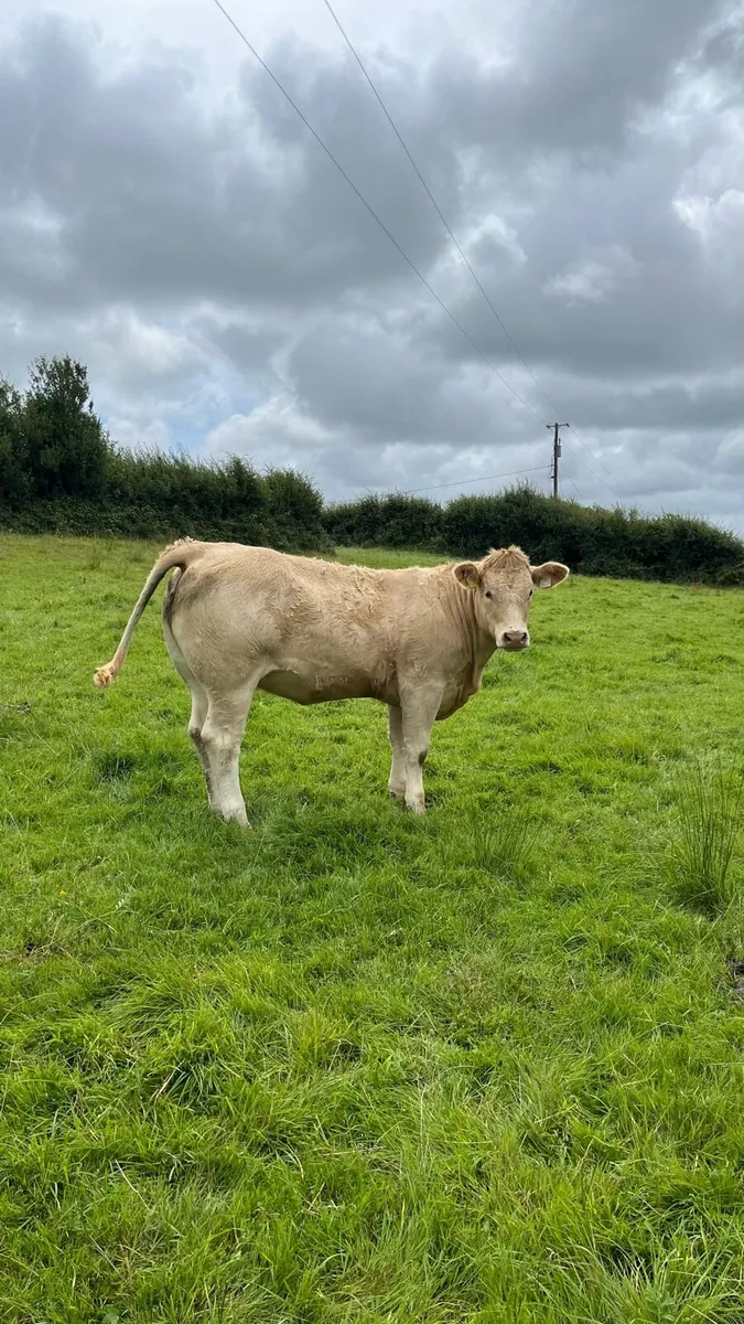 ⭐️2 smashing charolais heifers ⭐️ - Image 4