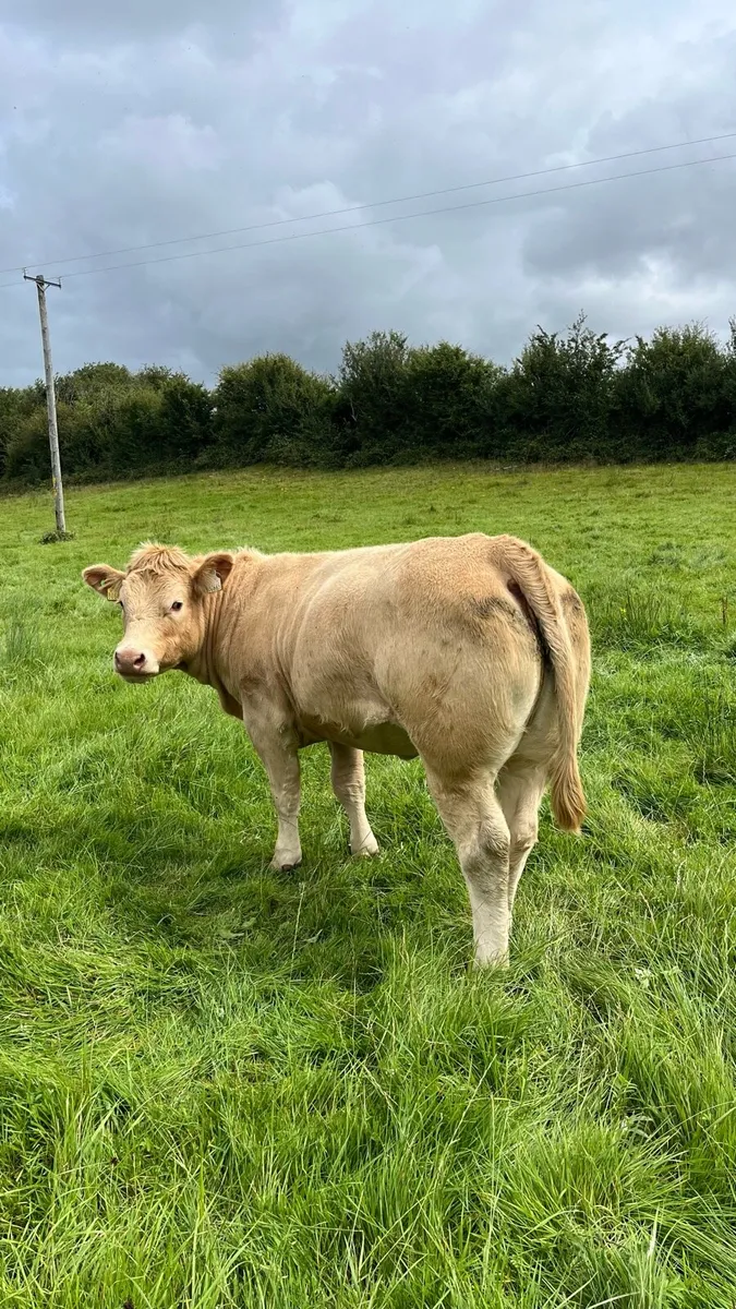 ⭐️2 smashing charolais heifers ⭐️ - Image 1