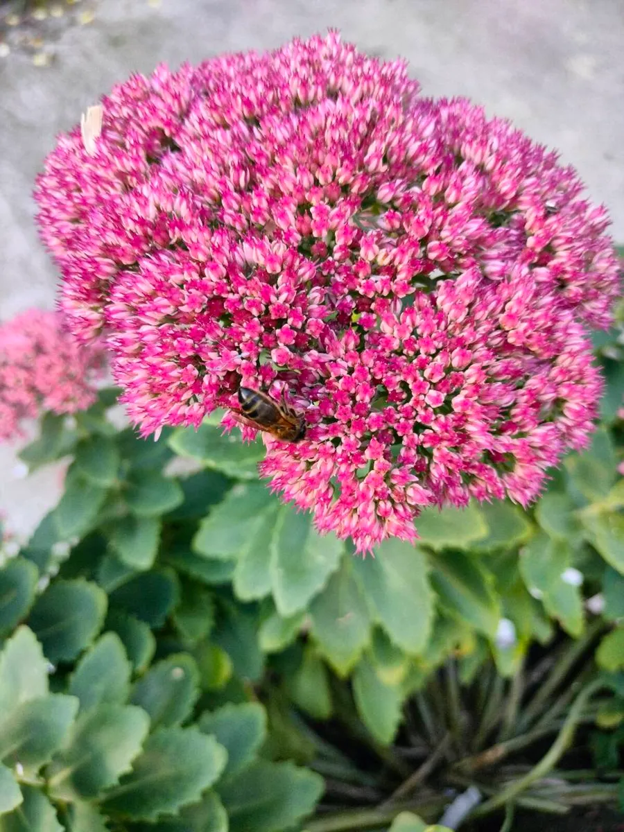 Perennial plants don’t get much easier than sedum, - Image 3