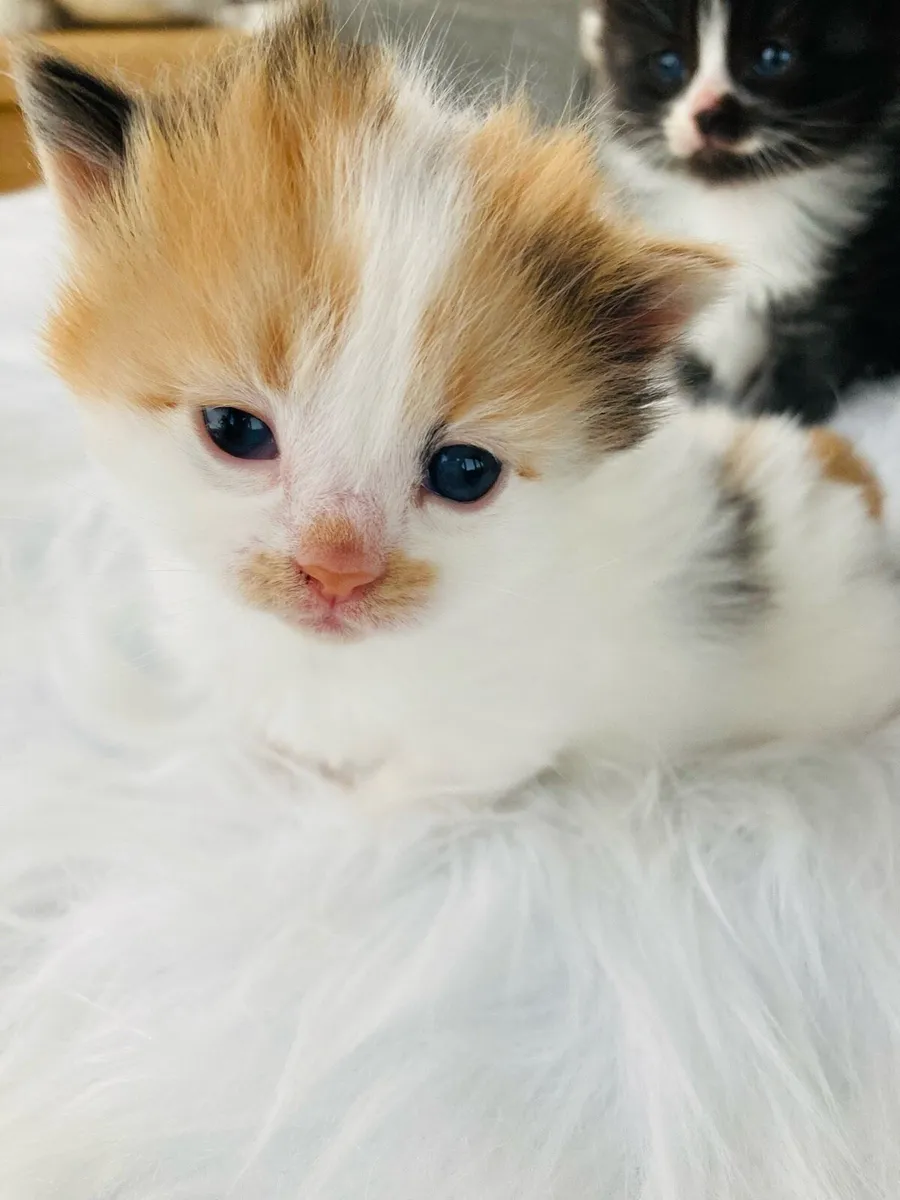 kittens - Image 1
