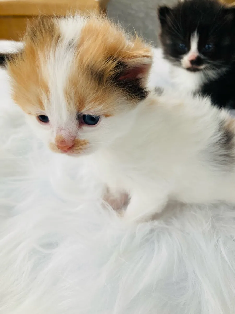 kittens - Image 2