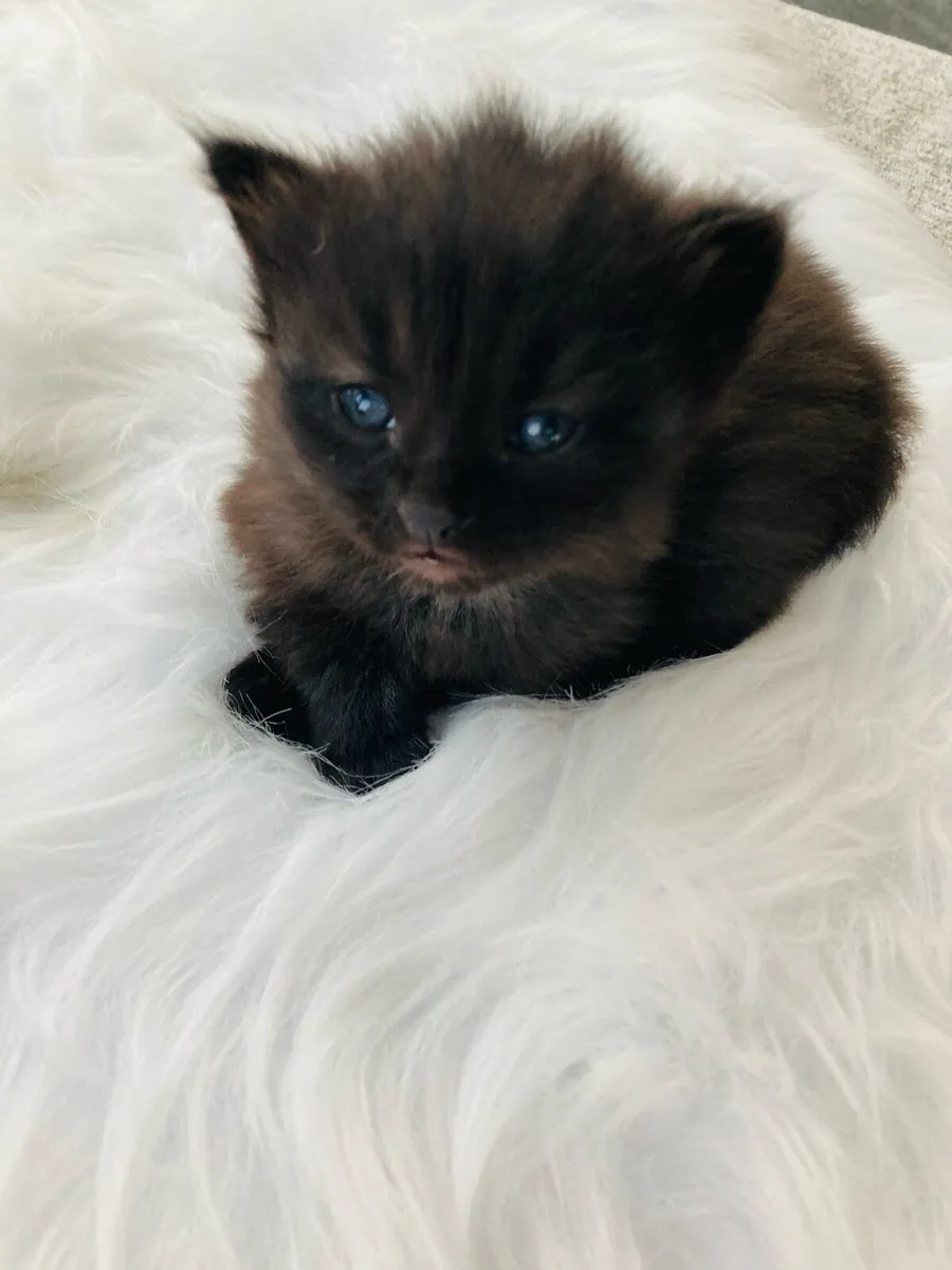 kittens - Image 3