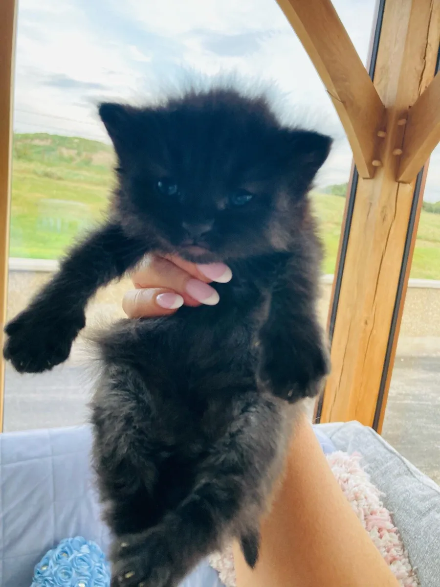 kittens - Image 4