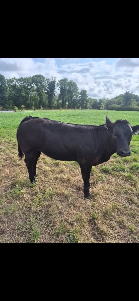 Homebred suckler weanling/breeding heifers. - Image 3