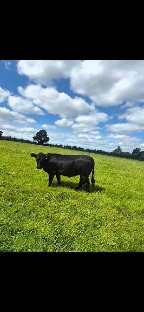 Homebred suckler weanling/breeding heifers. - Image 4