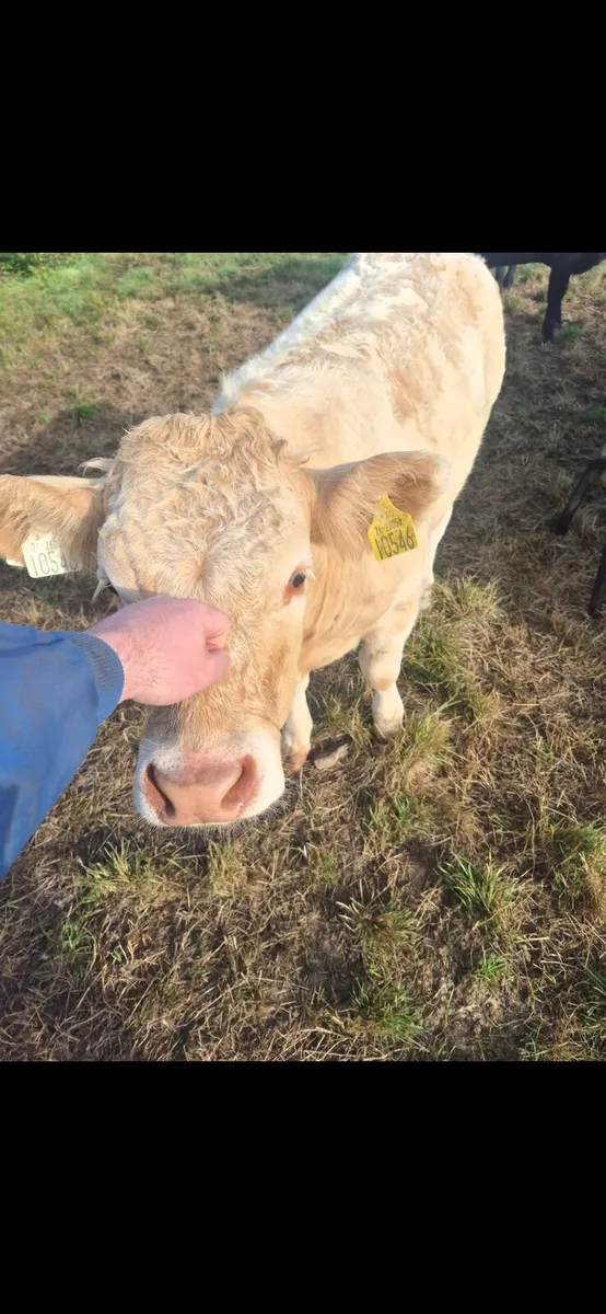 Homebred suckler weanling/breeding heifers. - Image 2
