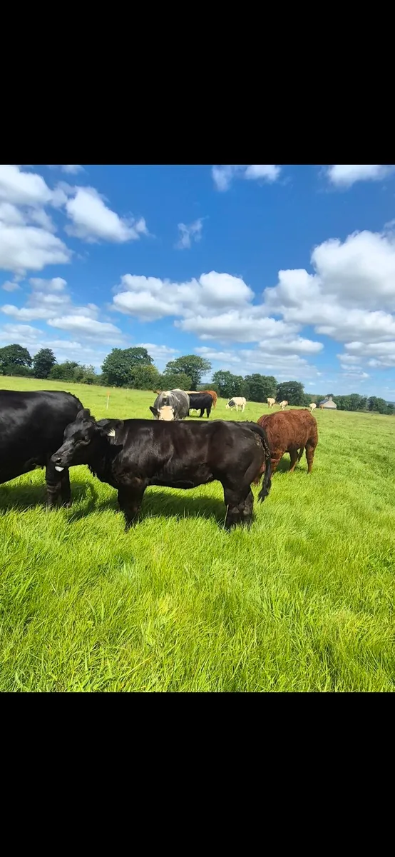 Homebred suckler weanling/breeding heifers. - Image 1