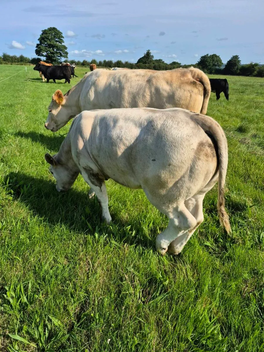 Homebred suckler weanling/breeding heifers. - Image 2