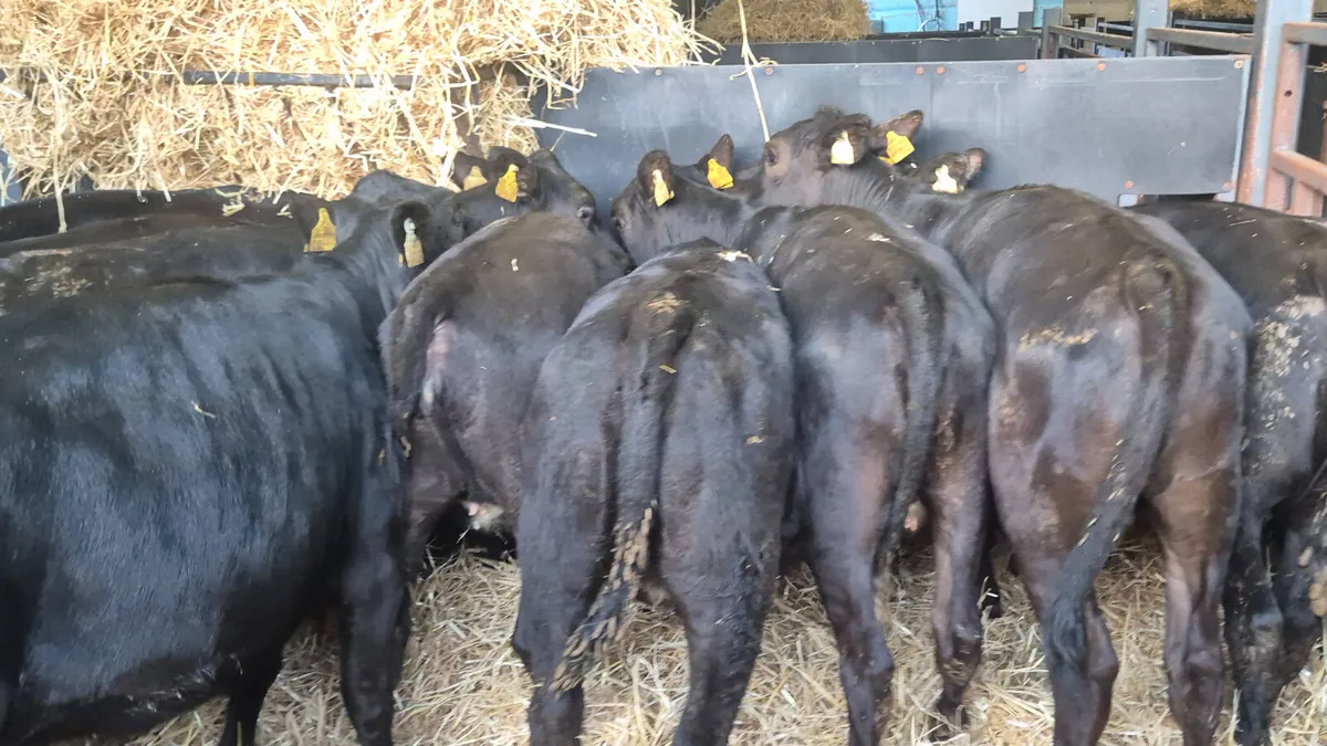 12 Aberdeen Angus heifers for sale - Image 1