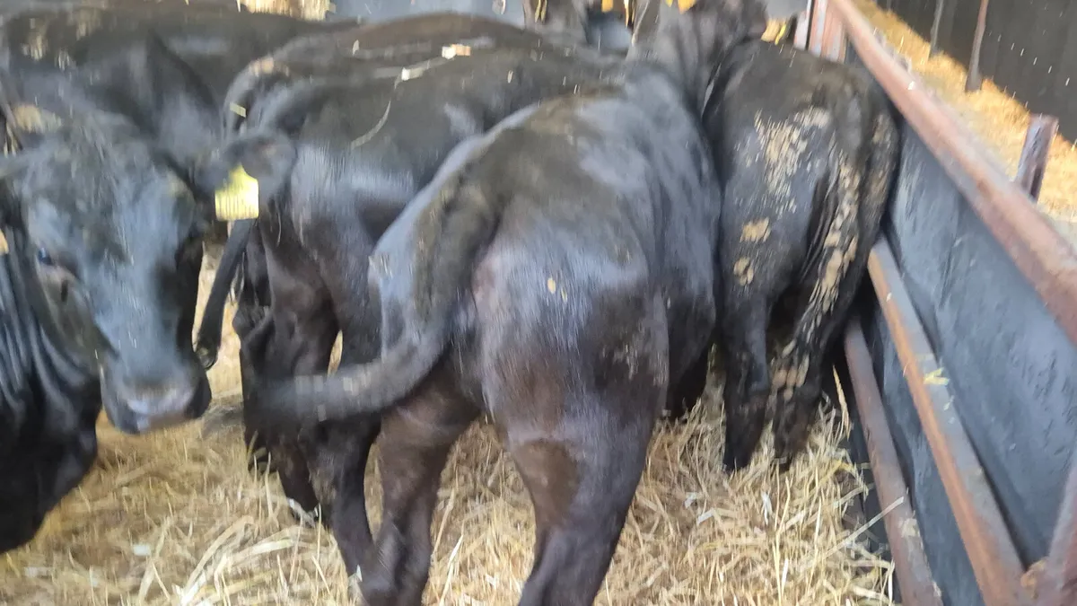 12 Aberdeen Angus heifers for sale - Image 4