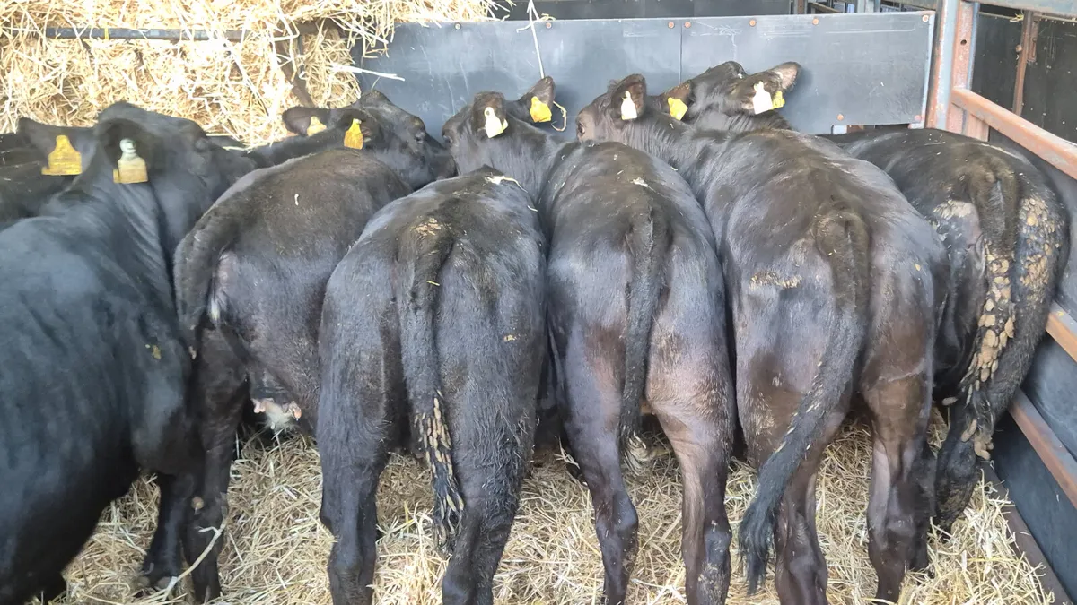 12 Aberdeen Angus heifers for sale - Image 2