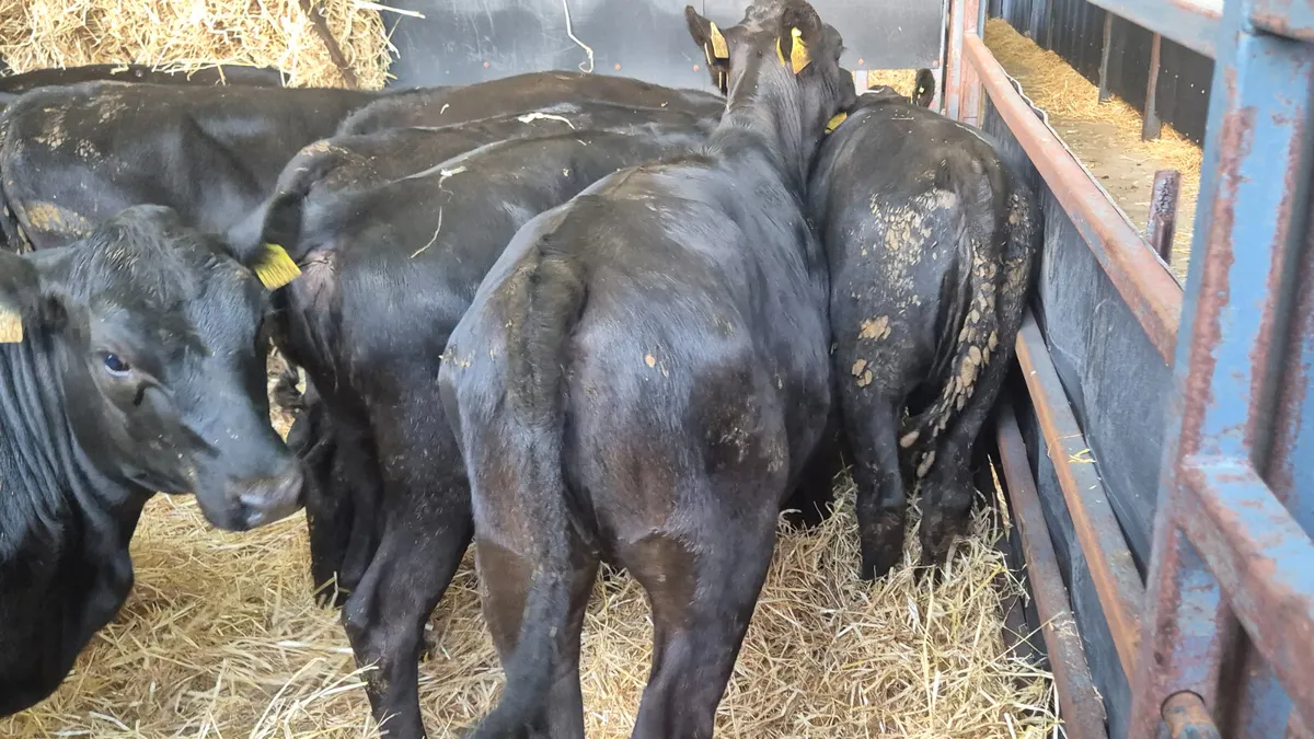 12 Aberdeen Angus heifers for sale - Image 3