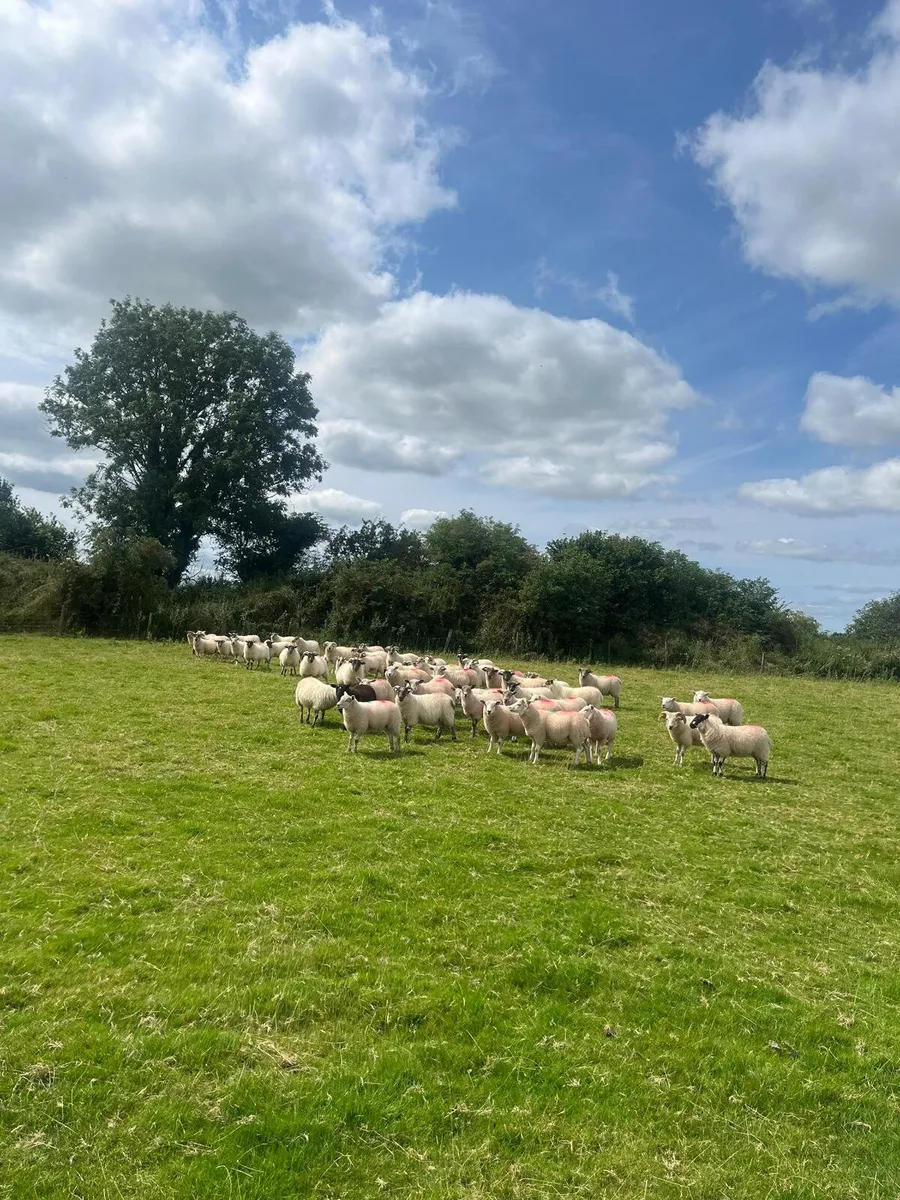 Sheep - Image 2