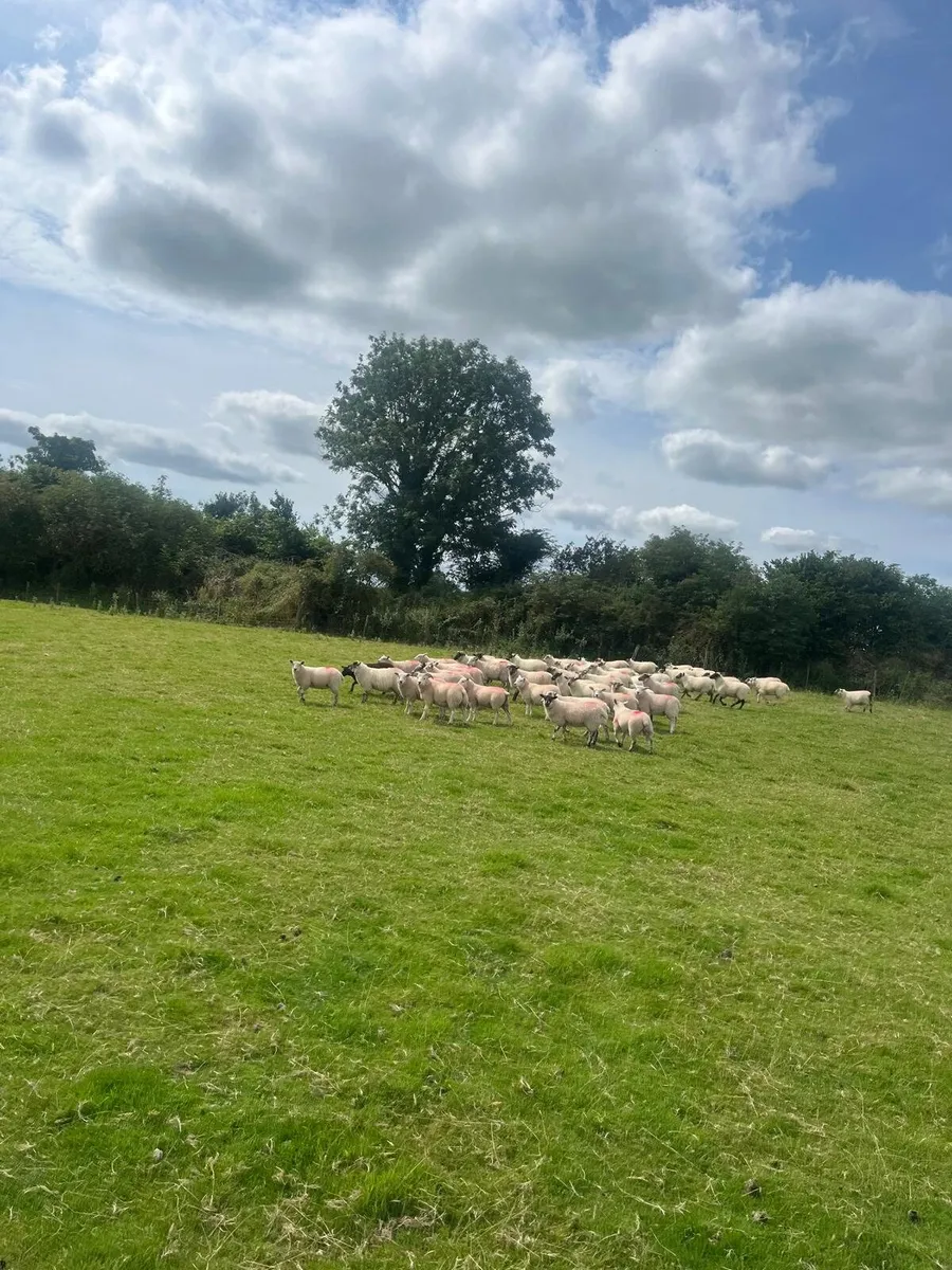 Sheep - Image 3