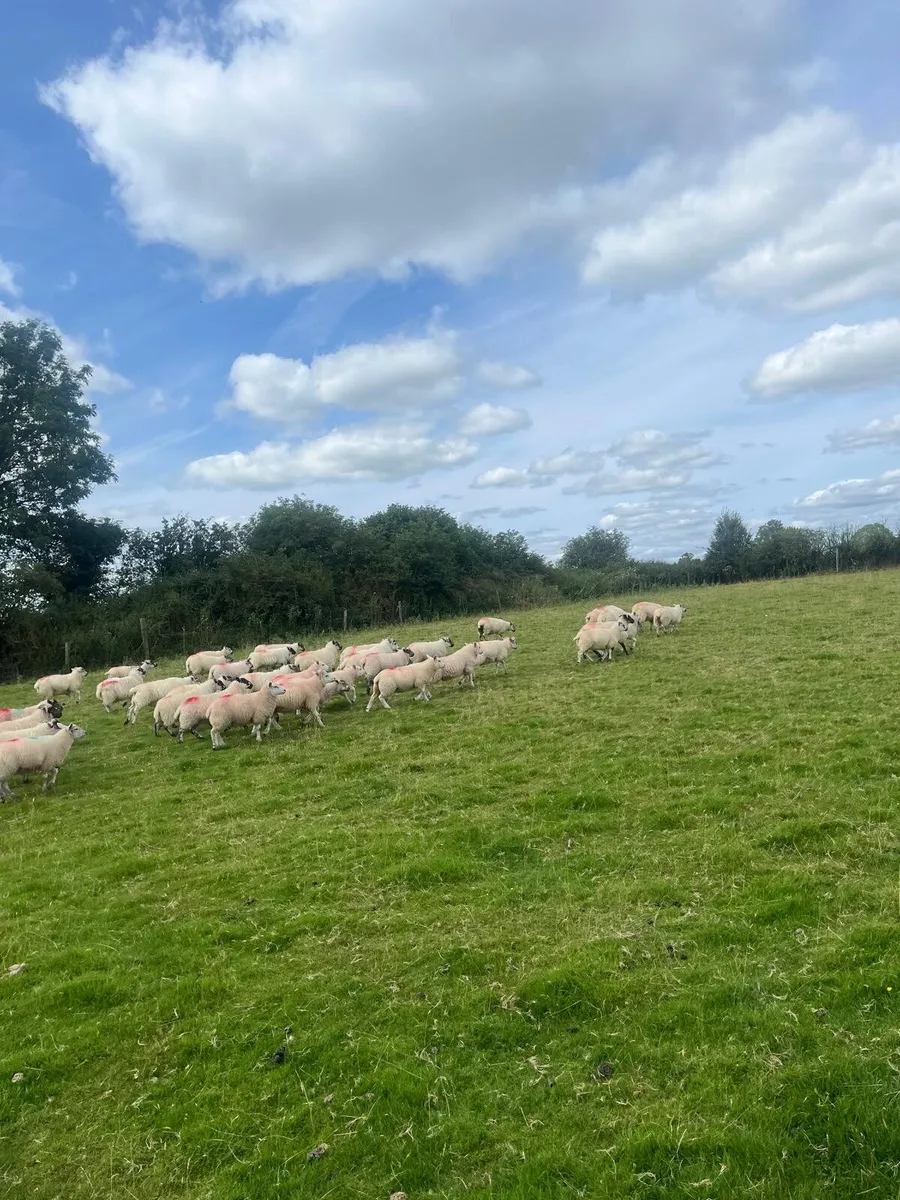 Sheep - Image 4