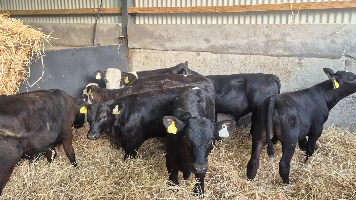 8 Quality Starter bulls for sale - Image 4