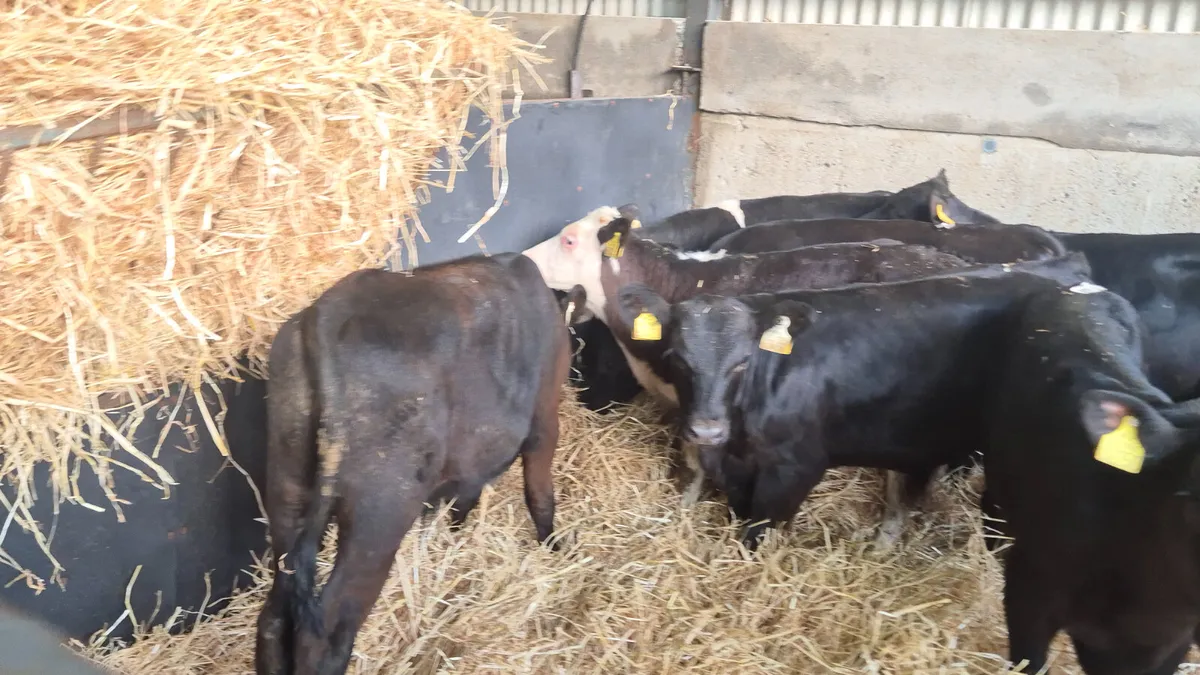 8 Quality Starter bulls for sale - Image 1