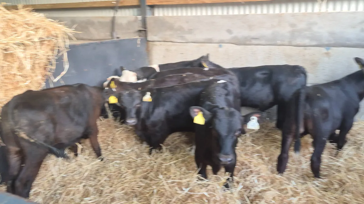 8 Quality Starter bulls for sale - Image 3