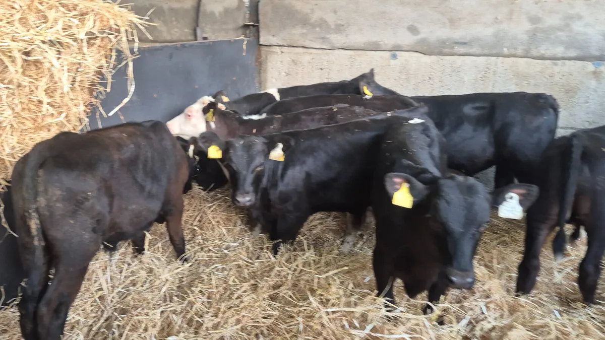 8 Quality Starter bulls for sale - Image 2