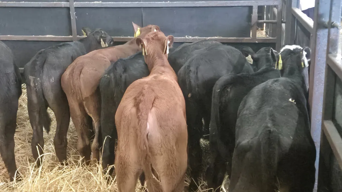 9 Strong Heifer calves for sale - Image 2