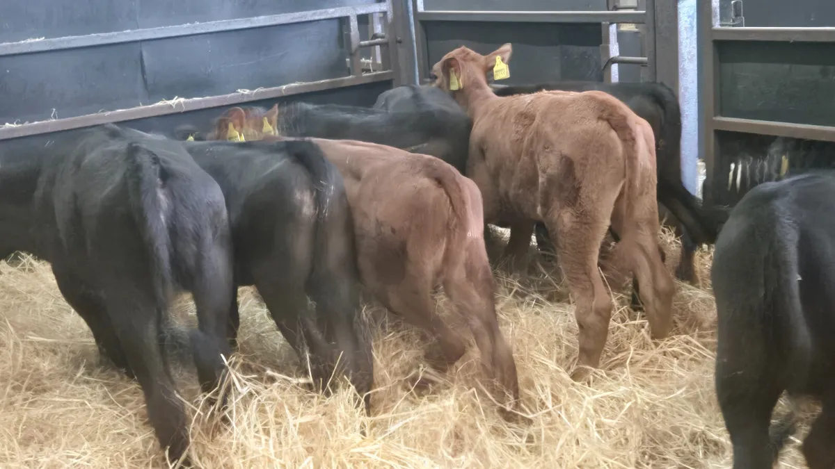 9 Strong Heifer calves for sale - Image 3