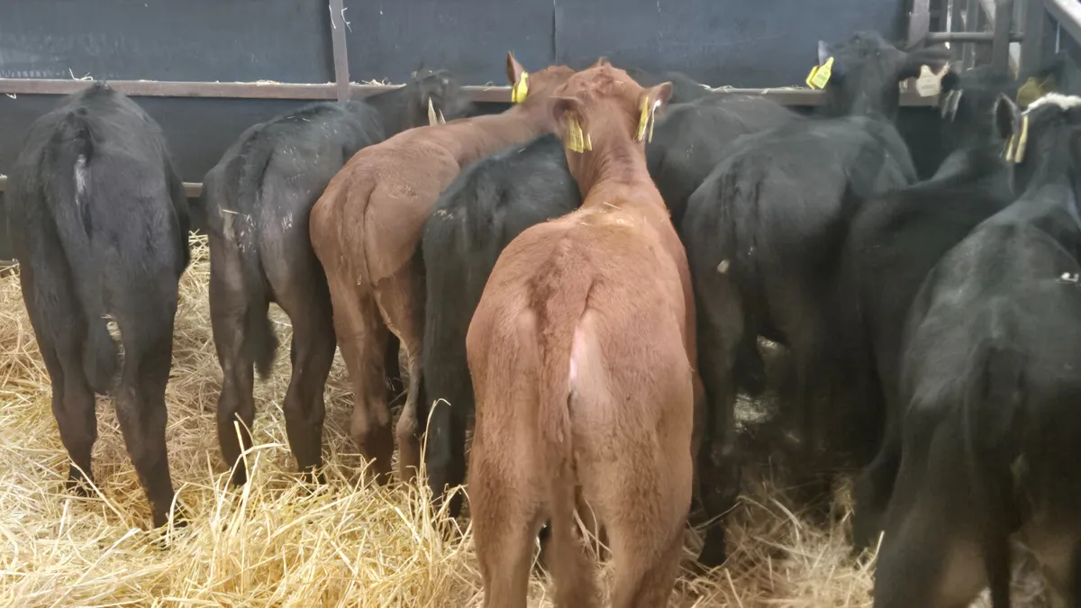 9 Strong Heifer calves for sale - Image 1