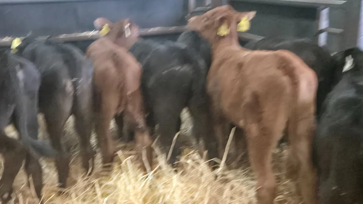 9 Strong Heifer calves for sale - Image 4
