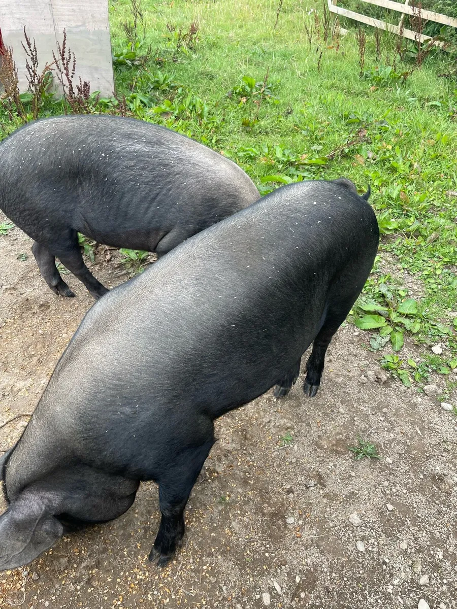 Two female pigs - Image 2