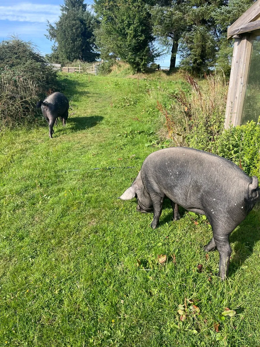 Two female pigs - Image 1