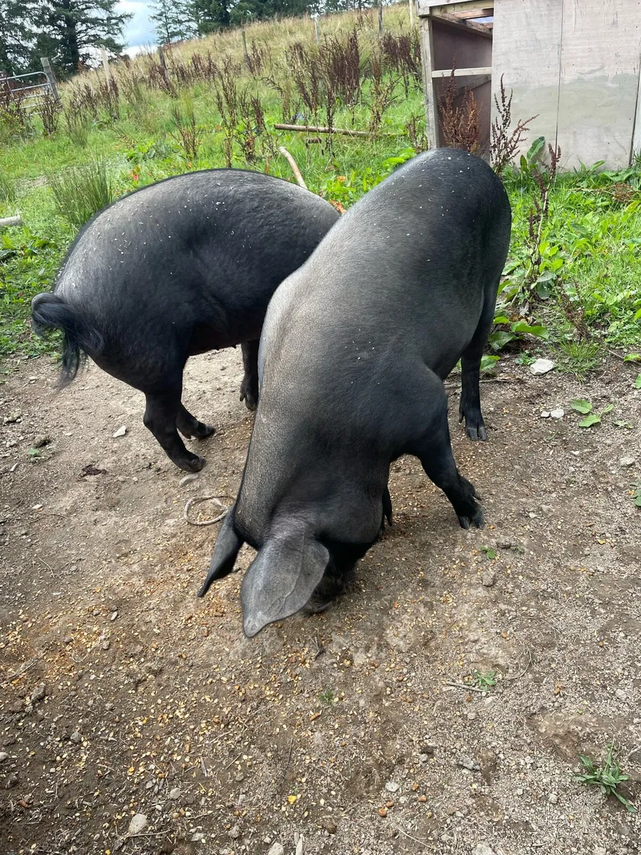 Two female pigs - Image 3