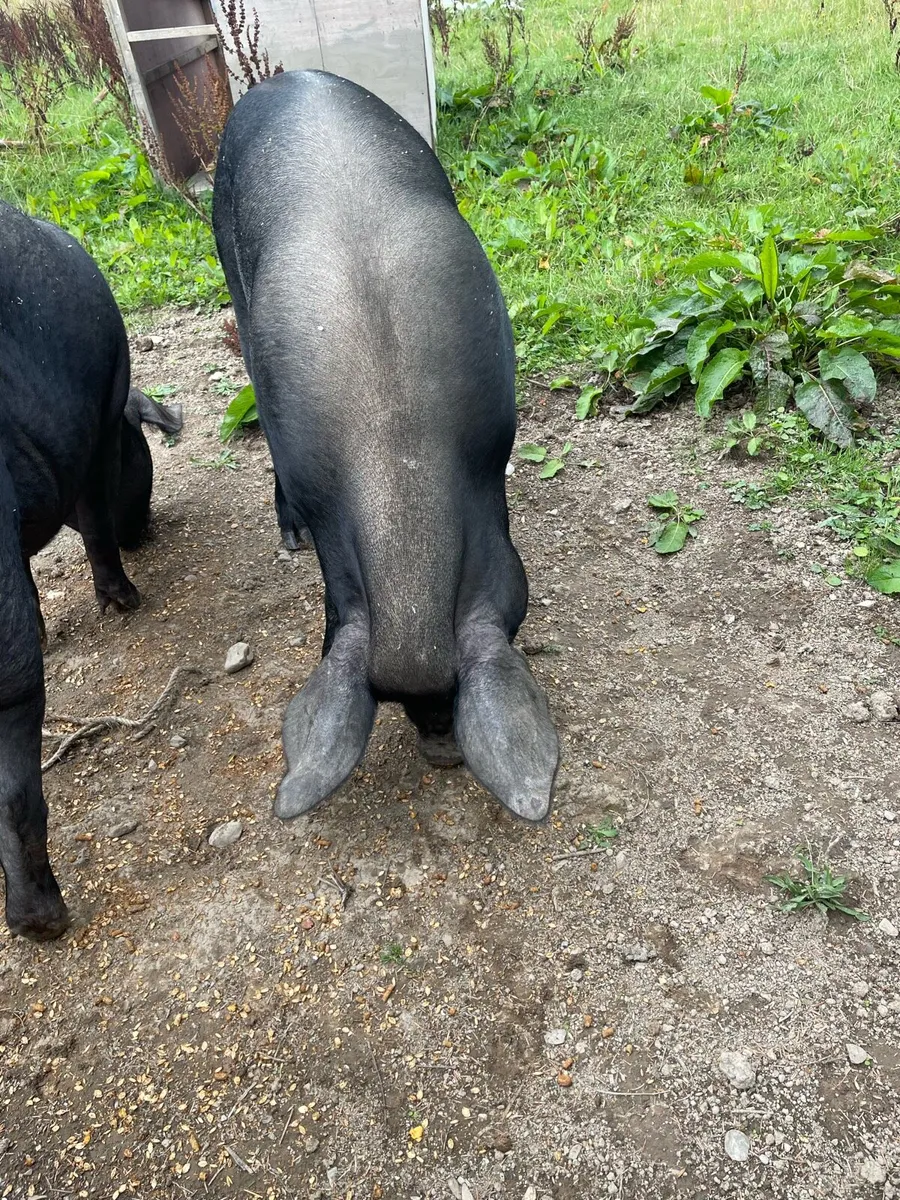 Two female pigs - Image 4
