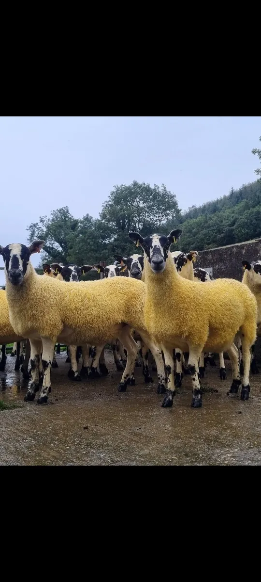 Texal Mule and Mule Hoggets - Image 1