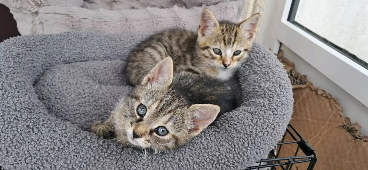 Kittens - Image 1