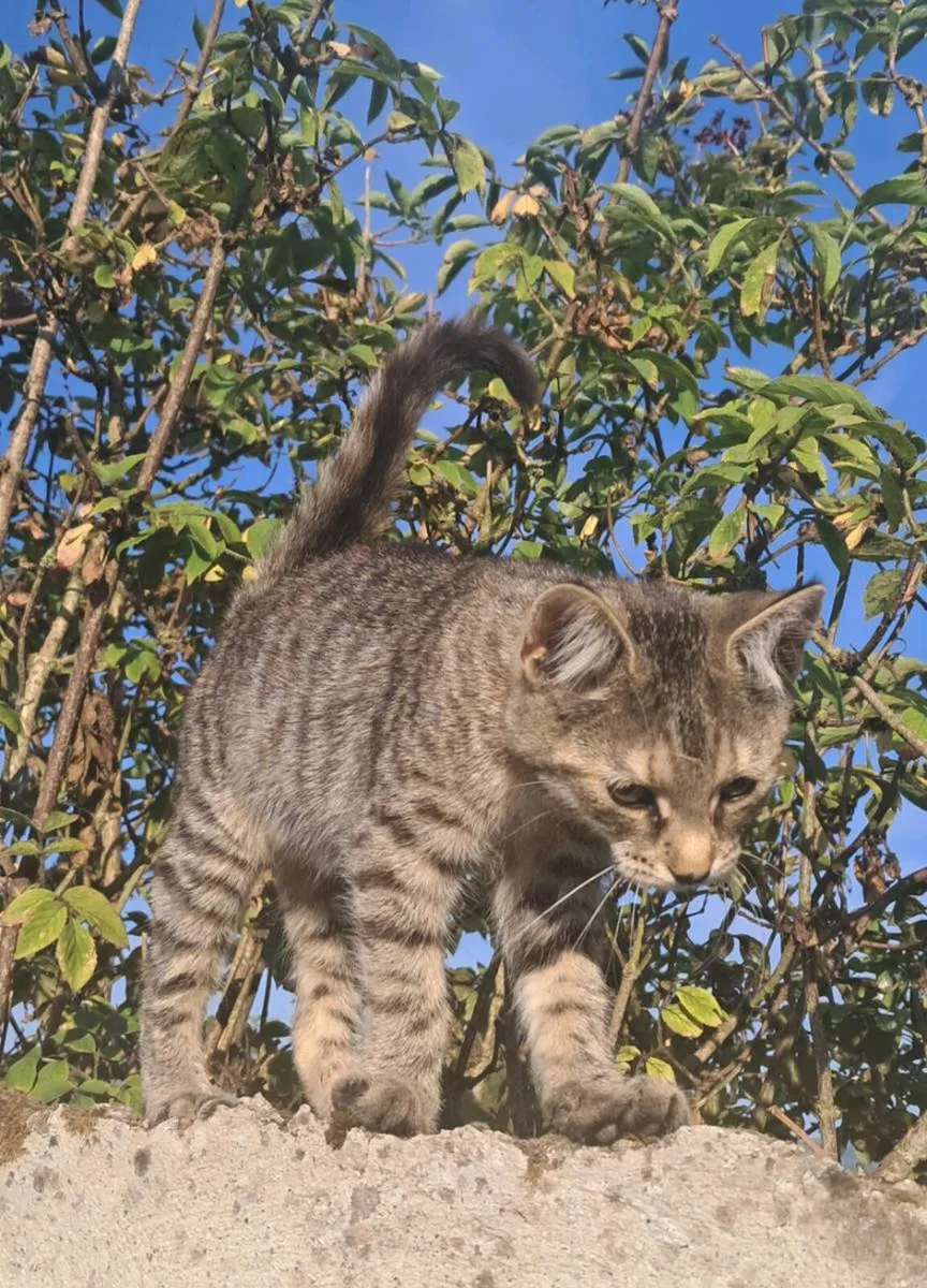 Kittens - Image 3