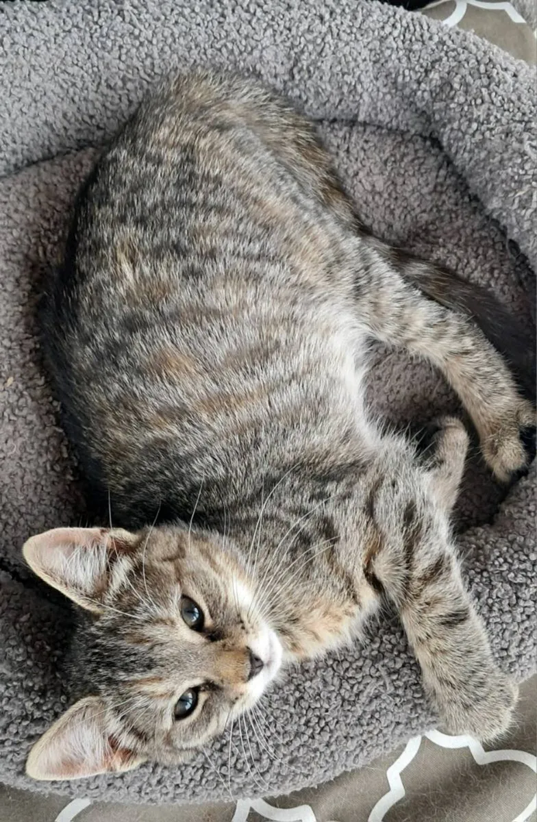 Kittens - Image 4