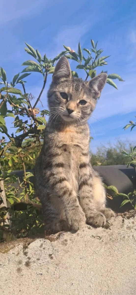 Kittens - Image 2