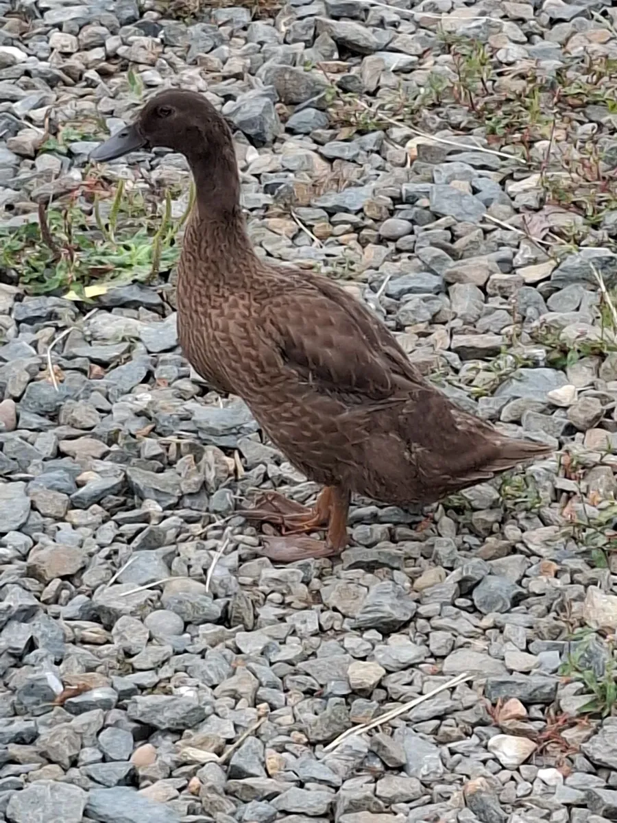Ducks - Image 4