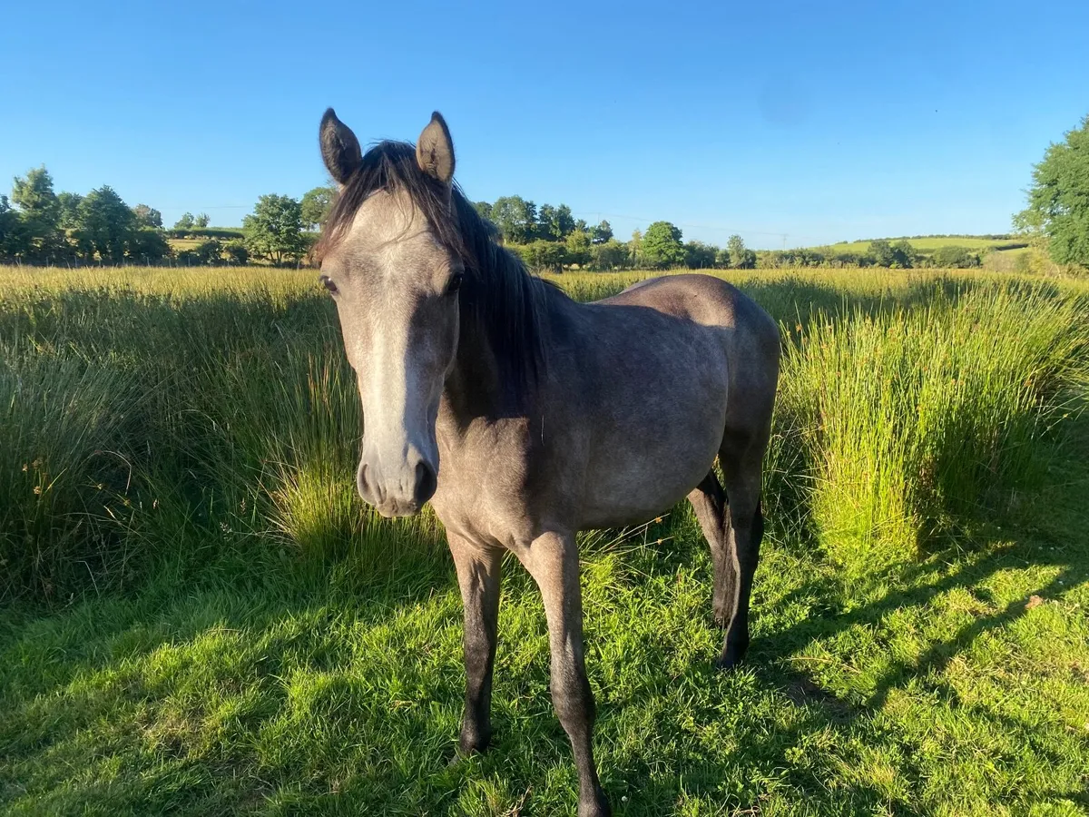 2 YEAR OLD GREY COLT GELDING BY BANKS DOUGLAS - Image 2