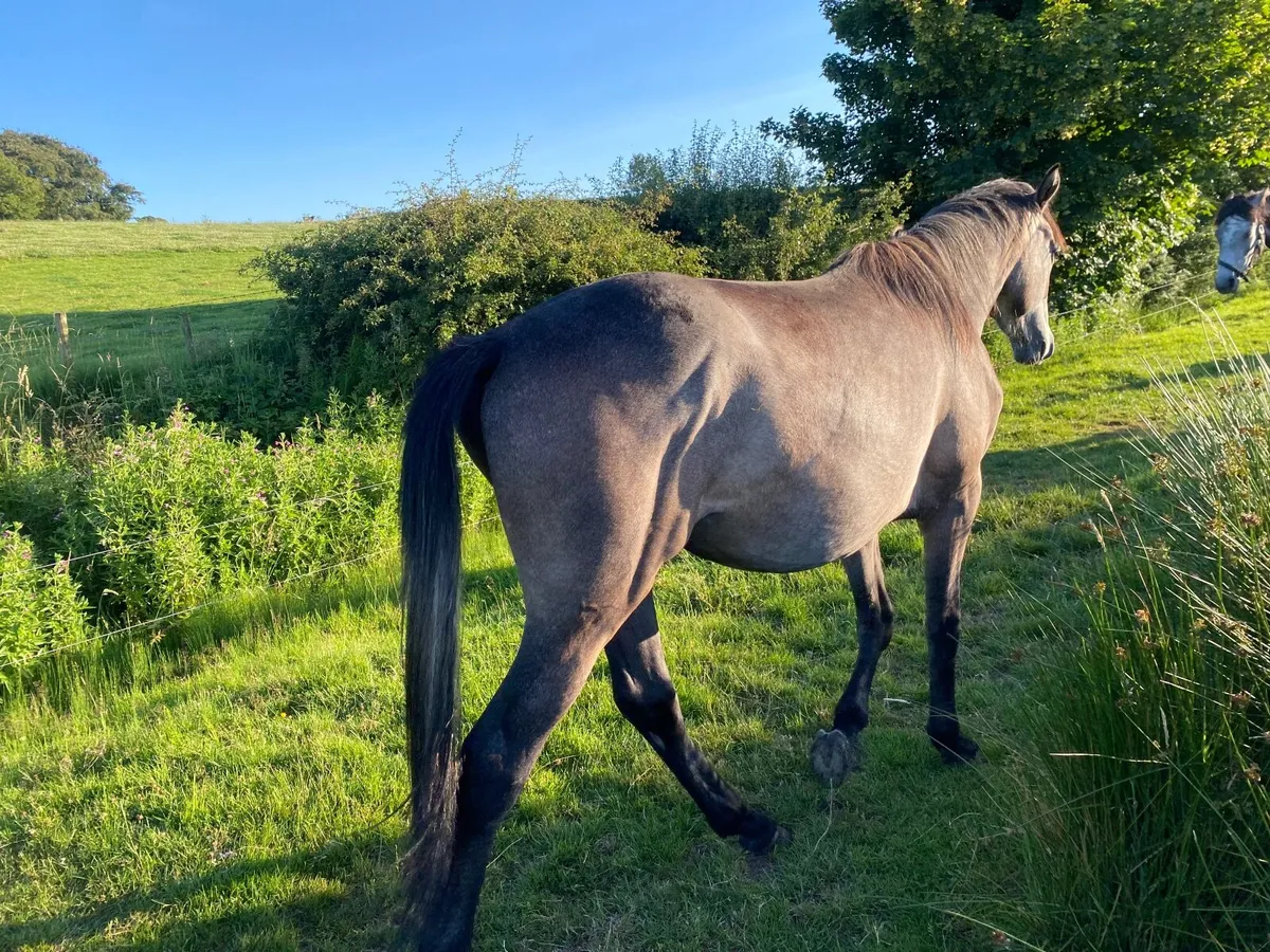 2 YEAR OLD GREY COLT GELDING BY BANKS DOUGLAS - Image 4