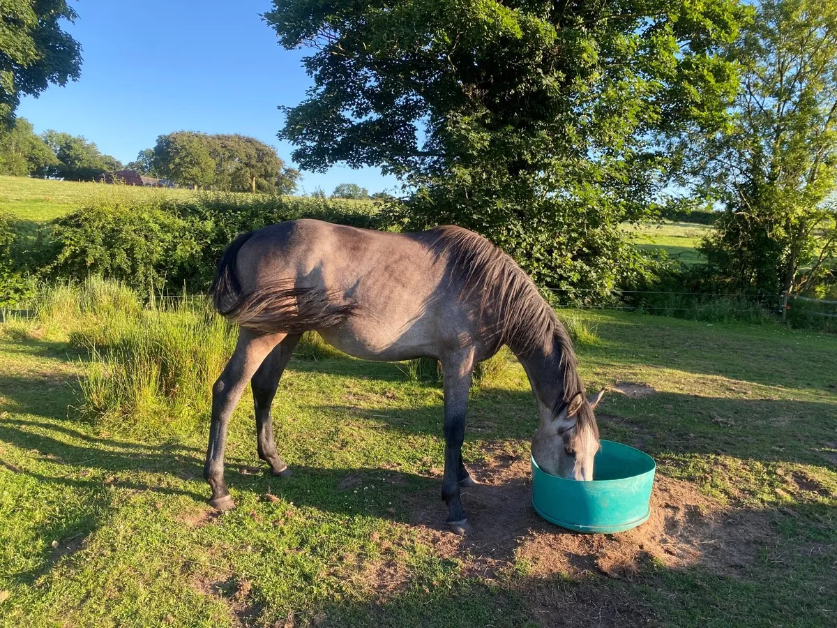 2 YEAR OLD GREY COLT GELDING BY BANKS DOUGLAS - Image 3