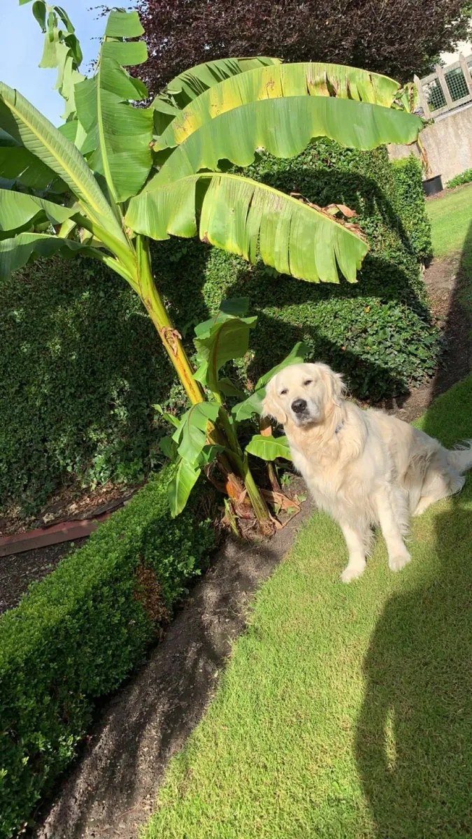 Potted Banana Plants - Image 1
