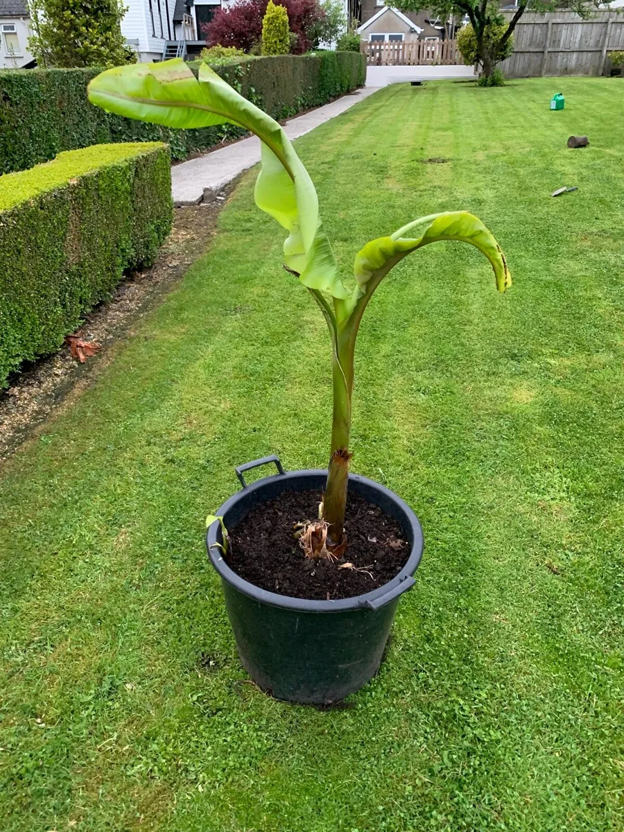 Potted Banana Plants - Image 2