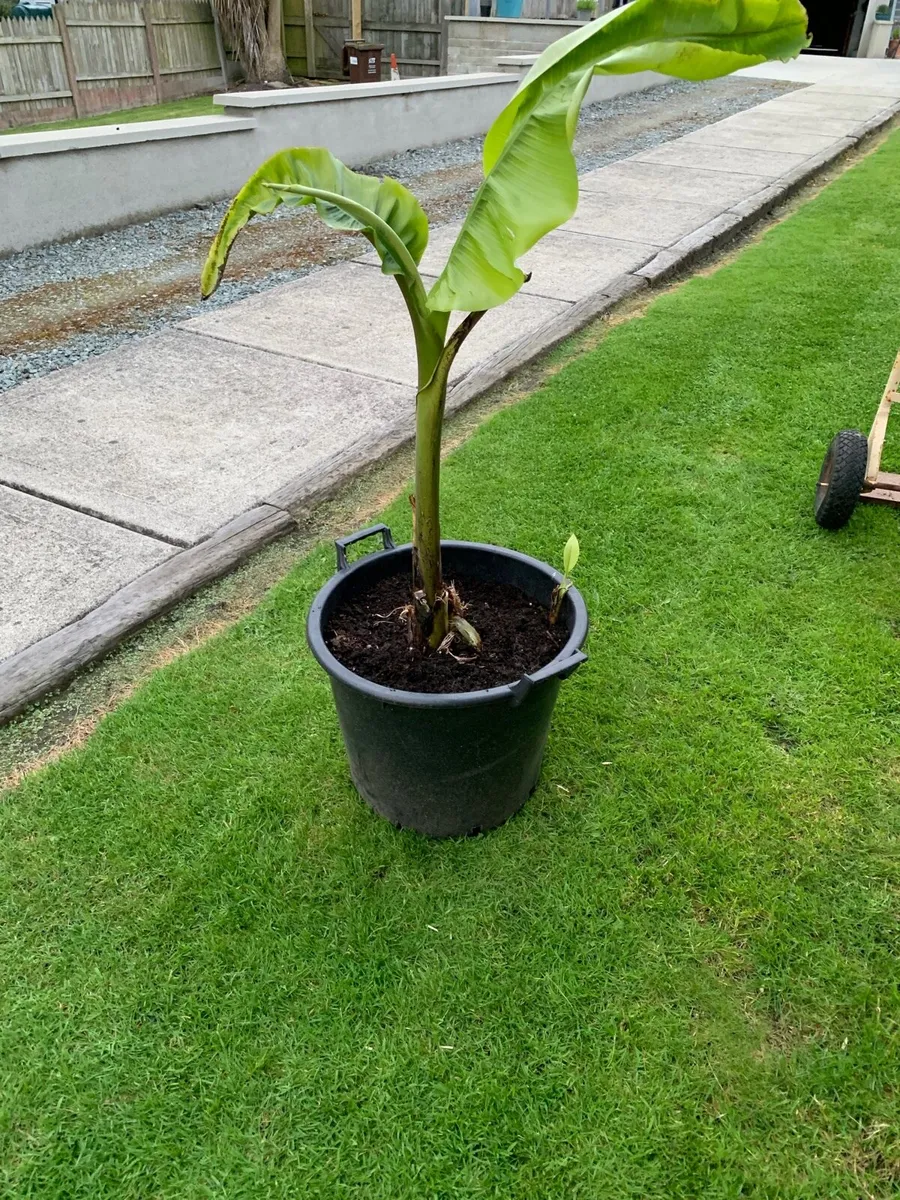 Potted Banana Plants - Image 3