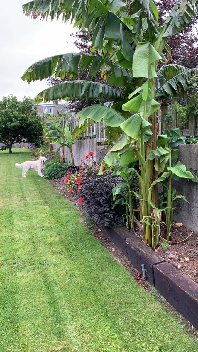 Potted Banana Plants - Image 4