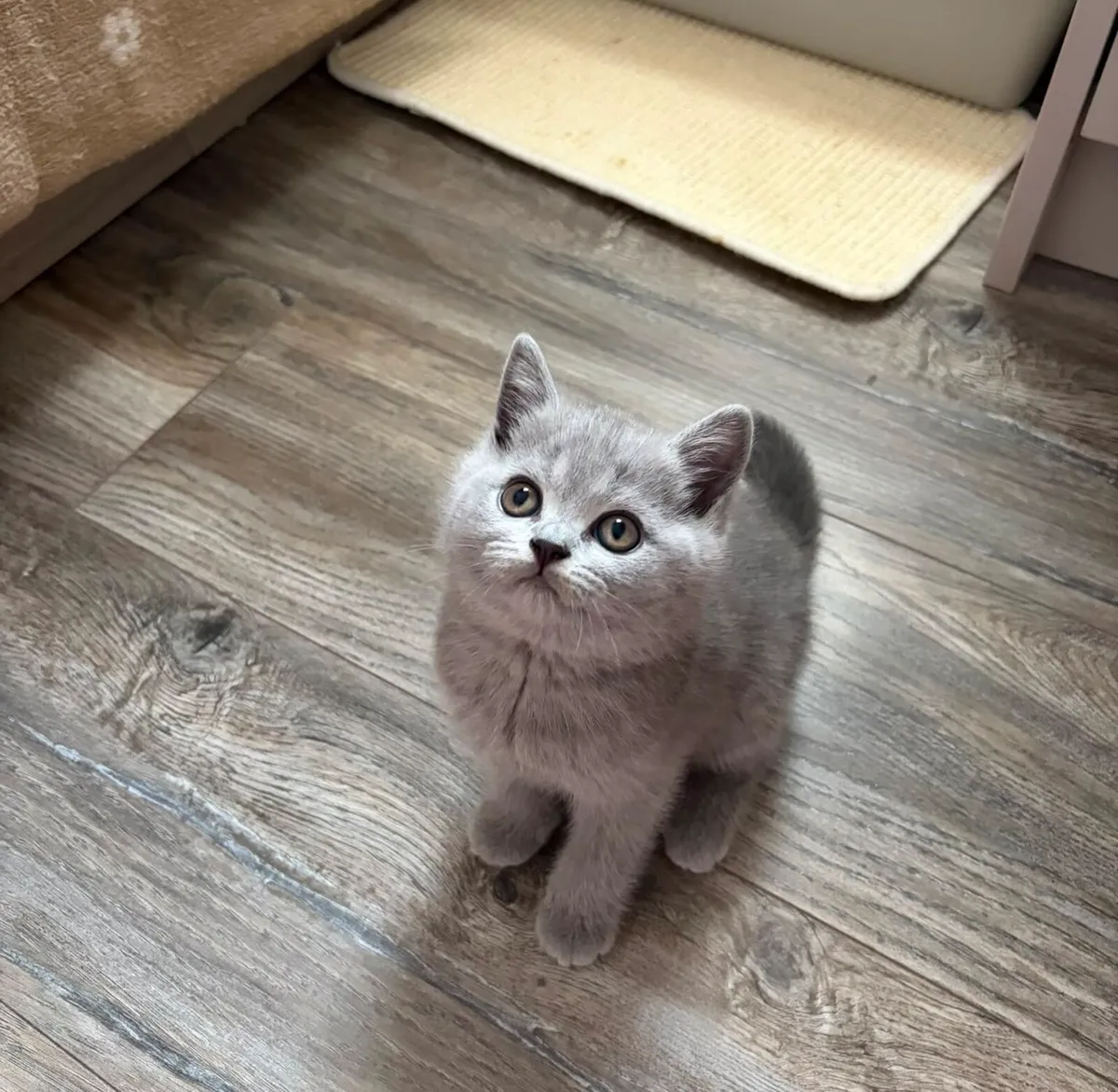 British shorthair - Image 1