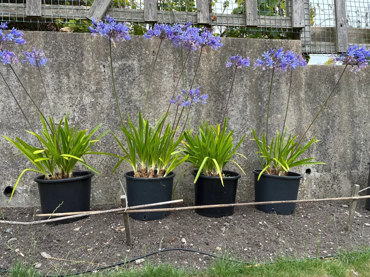 Potted Agapanthus’s Plants - Image 1