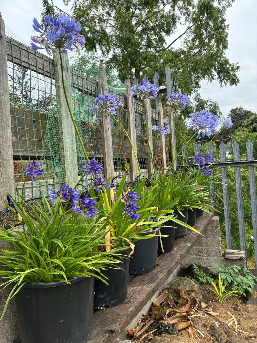 Potted Agapanthus’s Plants - Image 2