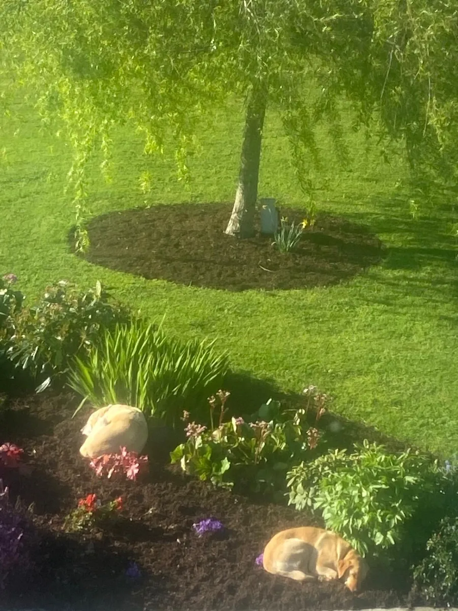 Bark mulch - Image 3