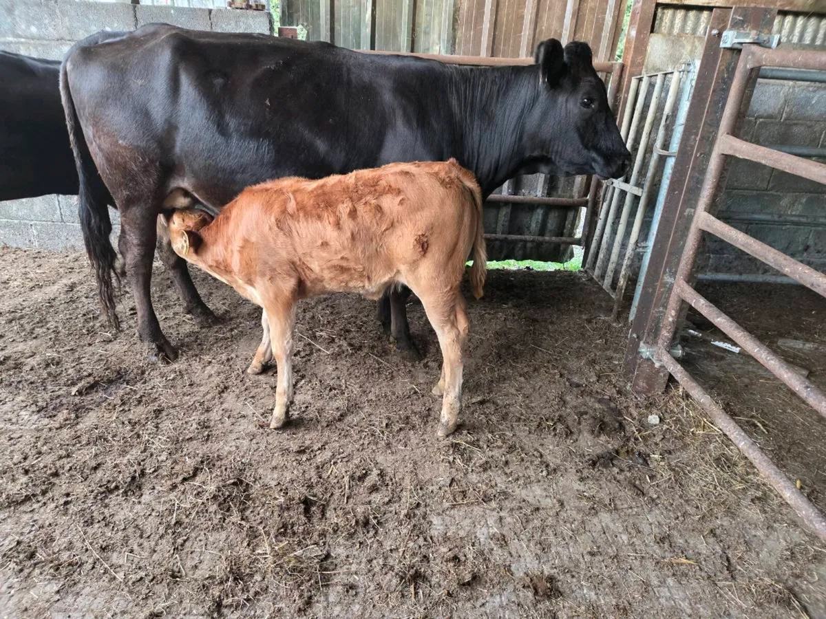 Organic Cows & Calfs ENNIS MART - Image 2